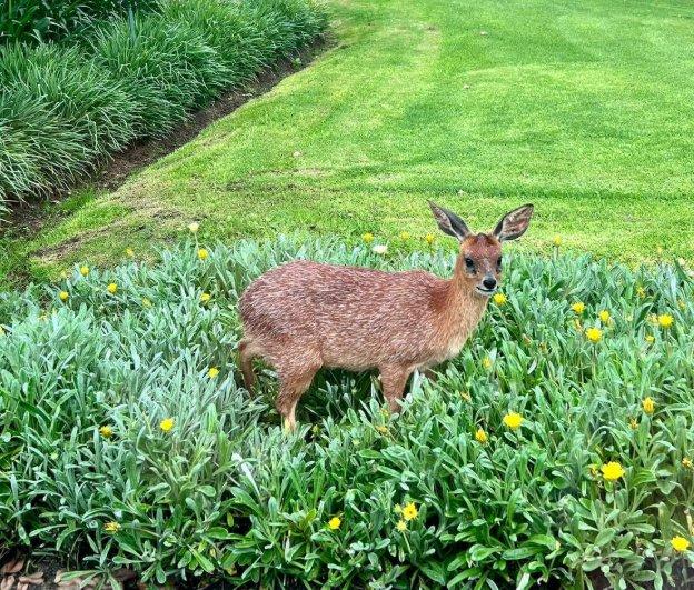 To Let 2 Bedroom Property for Rent in Goose Valley Western Cape